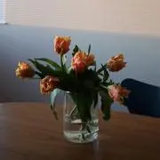 Marigold5の画像