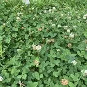 DADDYLAB X-WHEELPRO ブルー (タイヤ付、ベアリング交換済) - メルカリ