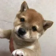 こむきち