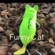 funnycatの画像