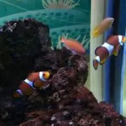シルビア