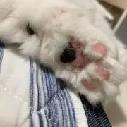 しののめの画像