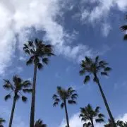 cocoの画像