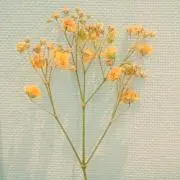 はむの画像