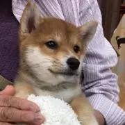 daidon☆プロフ必ずお読み下さいの画像