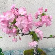 ちおの画像
