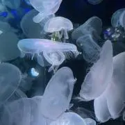 しんちゃんの画像