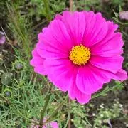 千鳥 サイン色紙 二枚セット品 - メルカリ