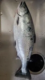 釣りキチ四平