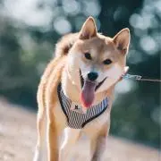 tsukiの画像