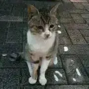 猫芽（プロフご一読願います）の画像