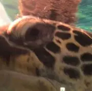 かいちゃん