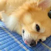 挽歌 （プロフ確認）の画像