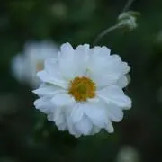 リーマン