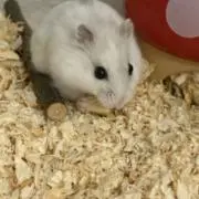 ぷぷ✳︎の画像