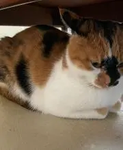 Kaguraの画像