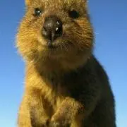 ユッキィー