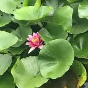にゃんこせんせい
