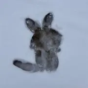 なちの画像