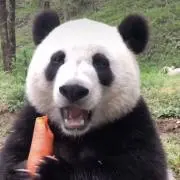 パンダホビーの画像