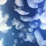 ぷぴの画像