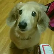 ★pico★の画像