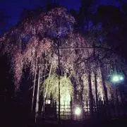 Shiori
