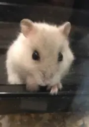 はむすけ