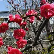 つきんこの画像