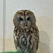 モヌリスタ