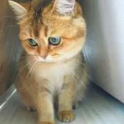 JLの画像
