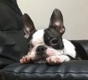ベニーの画像