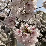 さくらこの画像