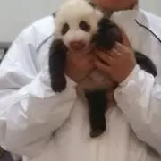ぽんの画像