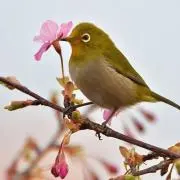 メジロの画像