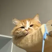 稟の画像