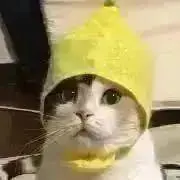 にゃんころの画像