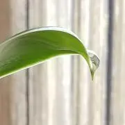 OTOTOの画像