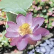 まなてぃの画像