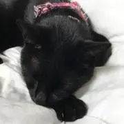 くぅちゅけ