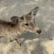 ましゅの画像