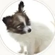 もいもい（プロフ必読）の画像