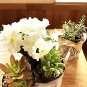 あさこんの画像
