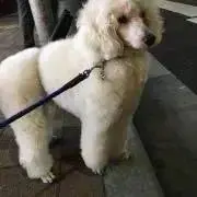 Higasi Baronの画像