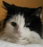 wasabiの画像