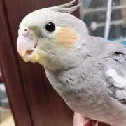 トトの部屋