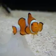 NOKKOの画像