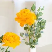 Sararaの画像