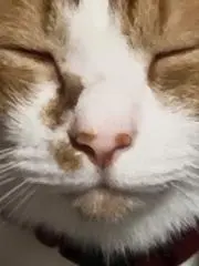 むぎあいすの画像