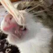 ゆいしの画像